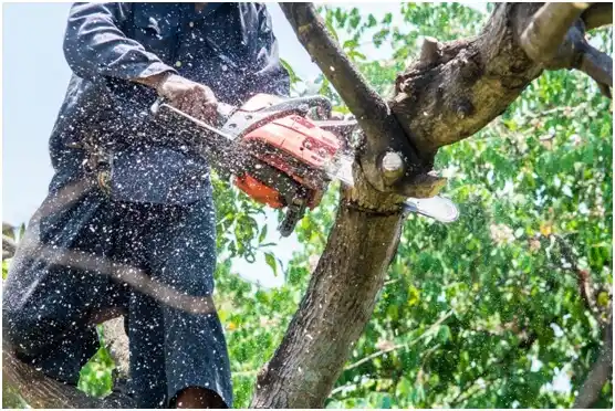 tree services Seven Corners